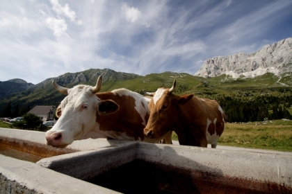 #ilmiofvg concorso Goccia di Carnia